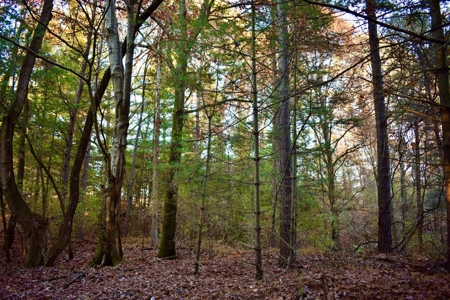 Country Homesite, Hunting & Recreation Land For Sale - image 25