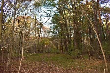 Country Homesite, Hunting & Recreation Land For Sale - image 22