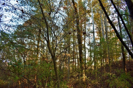 Country Homesite, Hunting & Recreation Land For Sale - image 35