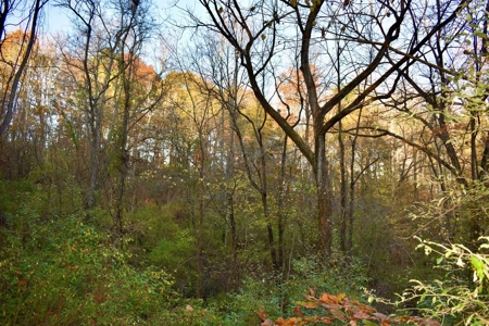 Country Homesite, Hunting & Recreation Land For Sale - image 24