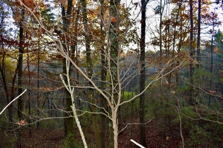 Country Homesite, Hunting & Recreation Land For Sale - image 33