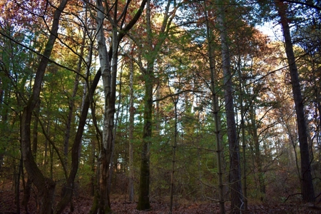 Country Homesite, Hunting & Recreation Land For Sale - image 26