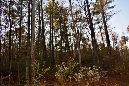 Country Homesite, Hunting & Recreation Land For Sale - image 41