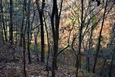 Country Homesite, Hunting & Recreation Land For Sale - image 27