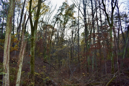 Country Homesite, Hunting & Recreation Land For Sale - image 38
