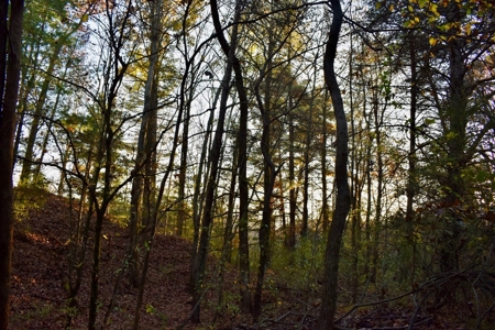 Country Homesite, Hunting & Recreation Land For Sale - image 34