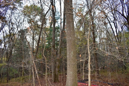 Country Homesite, Hunting & Recreation Land For Sale - image 43