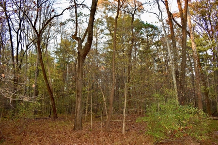 Country Homesite, Hunting & Recreation Land For Sale - image 44