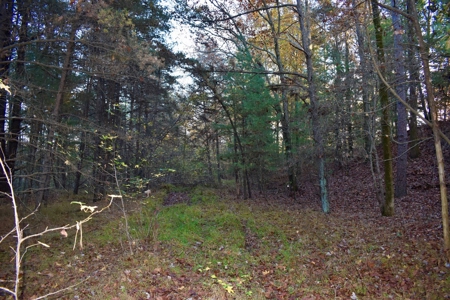Country Homesite, Hunting & Recreation Land For Sale - image 30