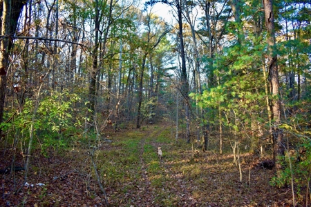 Country Homesite, Hunting & Recreation Land For Sale - image 19
