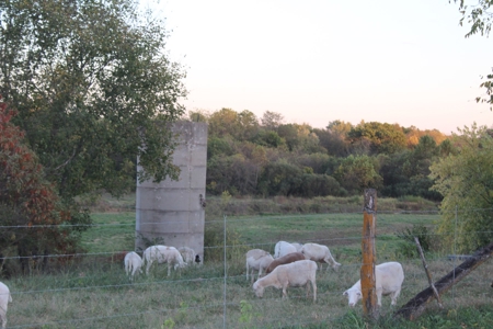 21 Beautiful Acres in Webster County Missouri - image 1