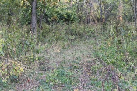 70  Acres in Webster County Missouri - image 12