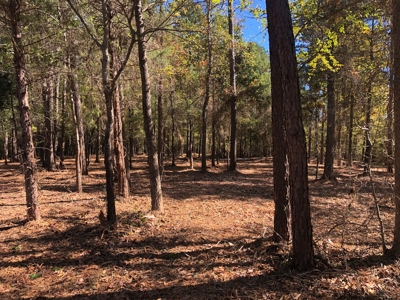 Outstanding Commercial Lot with New Shop on HWY 59 S - image 6
