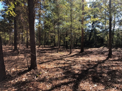 Outstanding Commercial Lot with New Shop on HWY 59 S - image 7