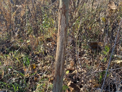 3.1% ROI, 110+/- Acres,Strong Producing Grand River Farmland - image 19