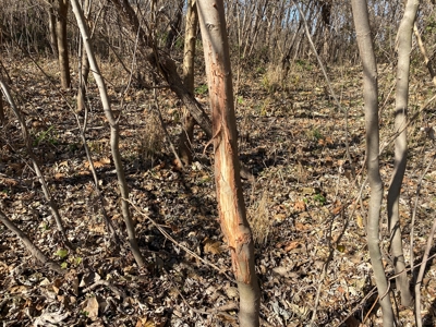 3.1% ROI, 110+/- Acres,Strong Producing Grand River Farmland - image 14