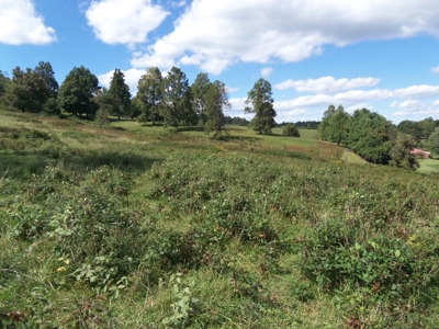Farmland for Sale in Floyd VA! - image 6