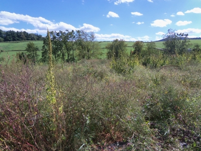 Open Pasture Land for Sale in Floyd VA! - image 5