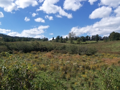 Open Pasture Land for Sale in Floyd VA! - image 1