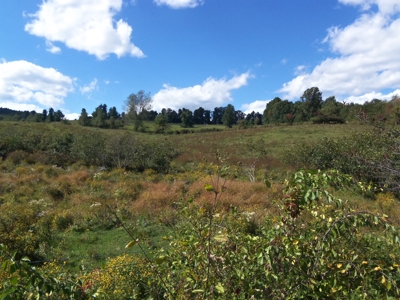 Open Pasture Land for Sale in Floyd VA! - image 6