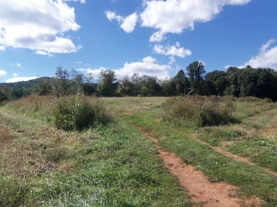 Open Pasture Land for Sale in Floyd VA! - image 4