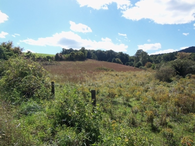 Open Pasture Land for Sale in Floyd VA! - image 7