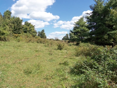 Floyd VA Farmland for Sale! - image 3