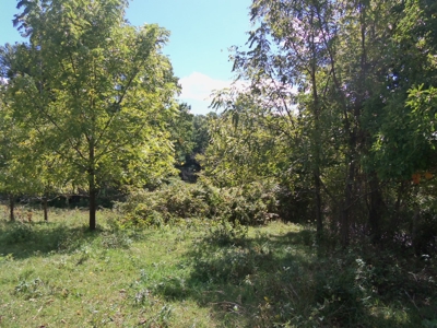 Floyd VA Farmland for Sale! - image 2