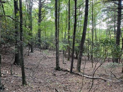 Wooded Land for Sale in Floyd VA! - image 6