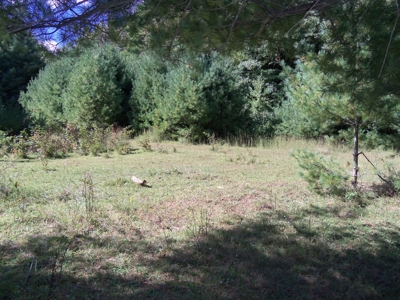 Wooded Land for Sale in Floyd VA! - image 3