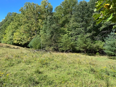 Wooded Land for Sale in Floyd VA! - image 8