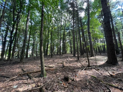 Wooded Land for Sale in Floyd VA! - image 10