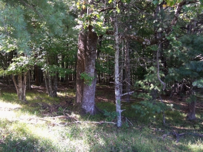 Wooded Land for Sale in Floyd VA! - image 4