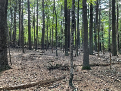 Wooded Land for Sale in Floyd VA! - image 5