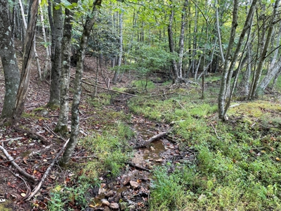 Wooded Land for Sale in Floyd VA! - image 7