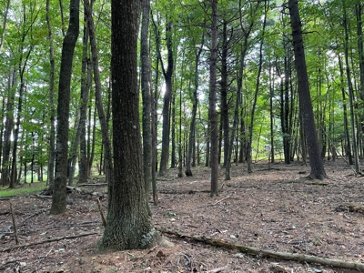 Wooded Land for Sale in Floyd VA! - image 1