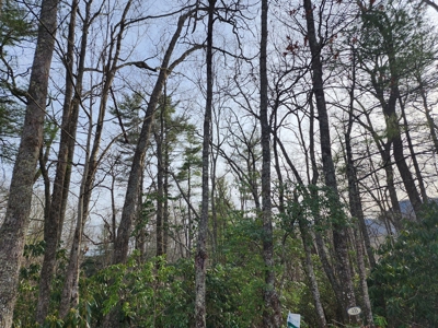 6.91+/- Acres Near Pisgah National Forest Linville Falls! - image 15