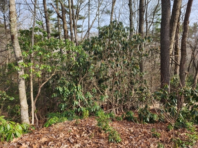 6.91+/- Acres Near Pisgah National Forest Linville Falls! - image 8