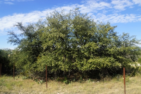 West Texas home and land near San Angelo and Mertzon - image 13