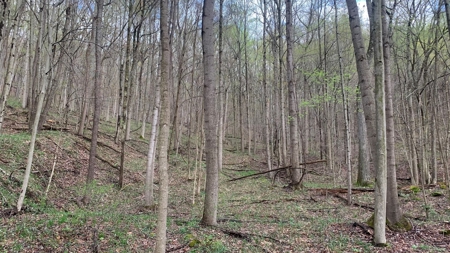 Pike County Ohio Land for Sale - image 6