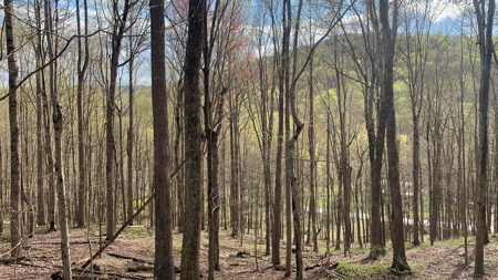 Pike County Ohio Land for Sale - image 8