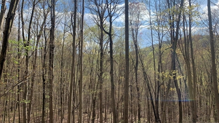 Pike County Ohio Land for Sale - image 12