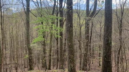 Pike County Ohio Land for Sale - image 10