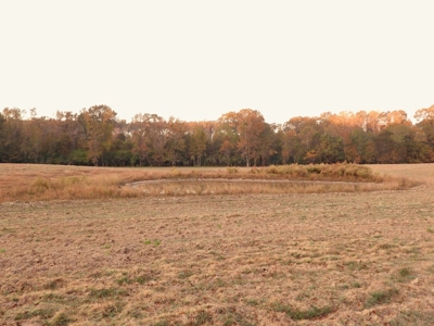 78 Acres Beautiful Pastureland for Sale Amite County, MS - image 14