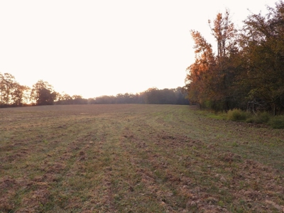 78 Acres Beautiful Pastureland for Sale Amite County, MS - image 17
