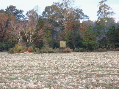 78 Acres Beautiful Pastureland for Sale Amite County, MS - image 7