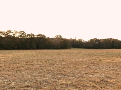78 Acres Beautiful Pastureland for Sale Amite County, MS - image 9
