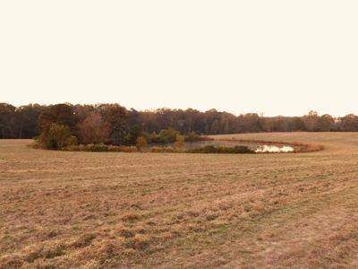 78 Acres Beautiful Pastureland for Sale Amite County, MS - image 11