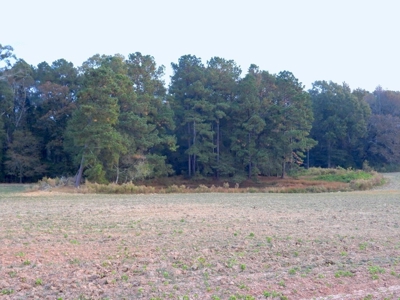78 Acres Beautiful Pastureland for Sale Amite County, MS - image 21