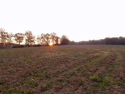 78 Acres Beautiful Pastureland for Sale Amite County, MS - image 16